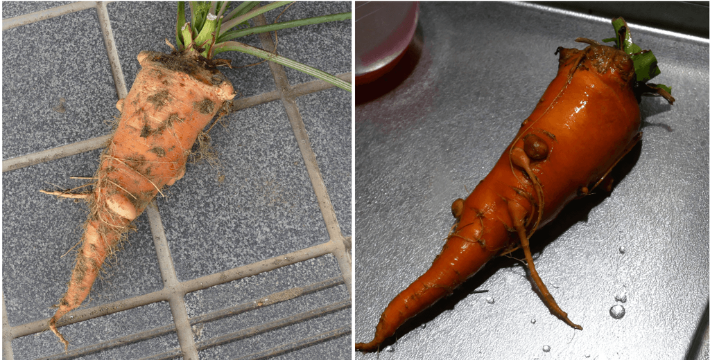 three-inch-carrot