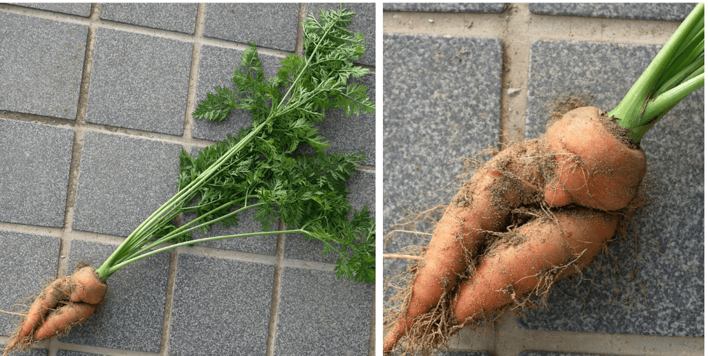 three-inch-carrot