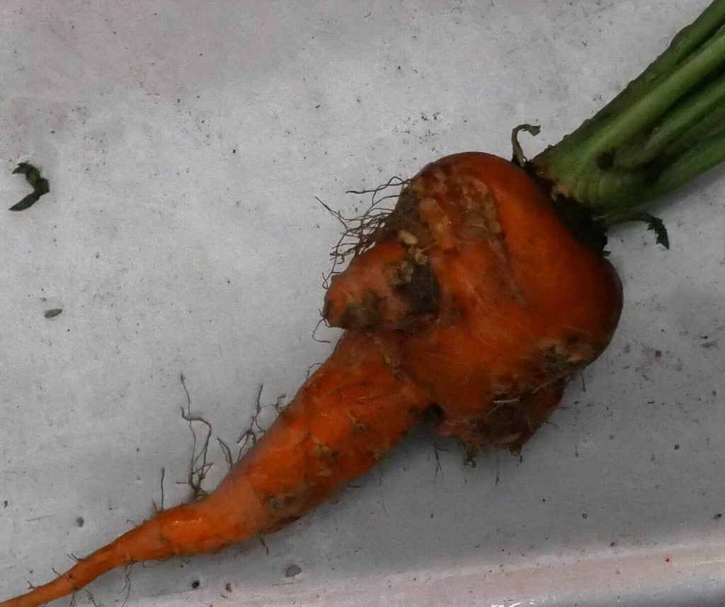 three-inch-carrot