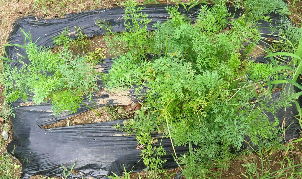 three-inch-carrot