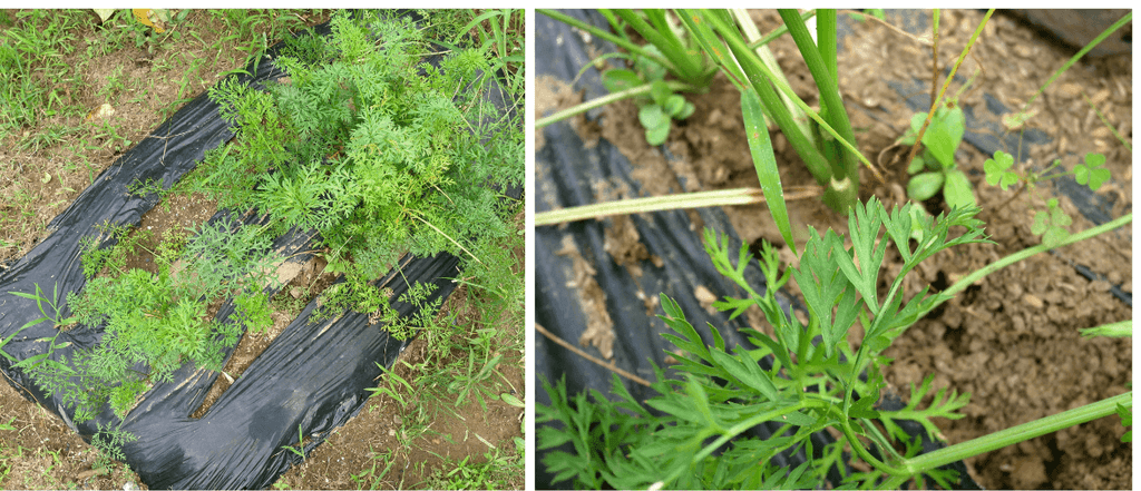 three-inch-carrot