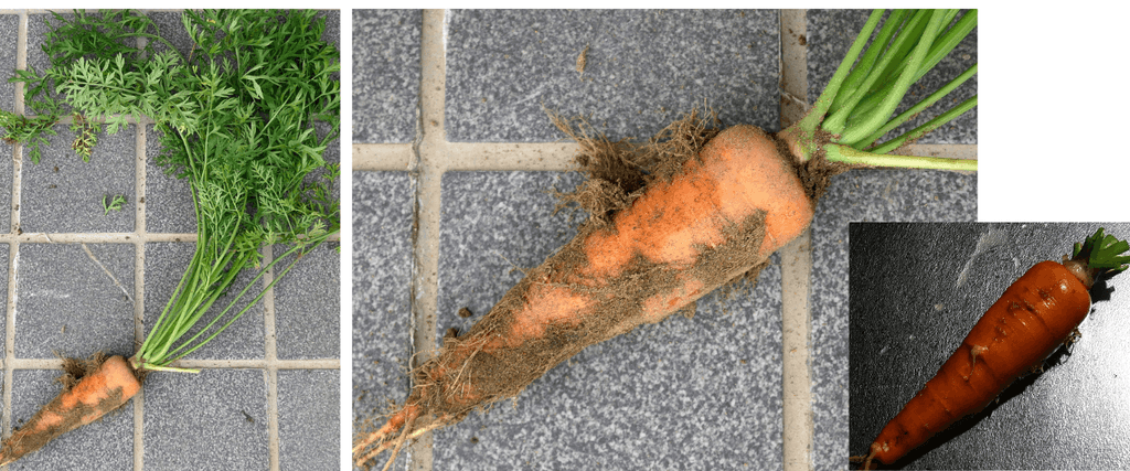 three-inch-carrot
