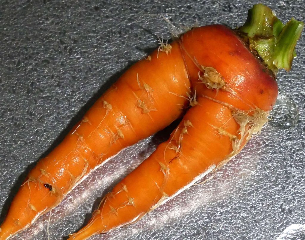 three-inch-carrot