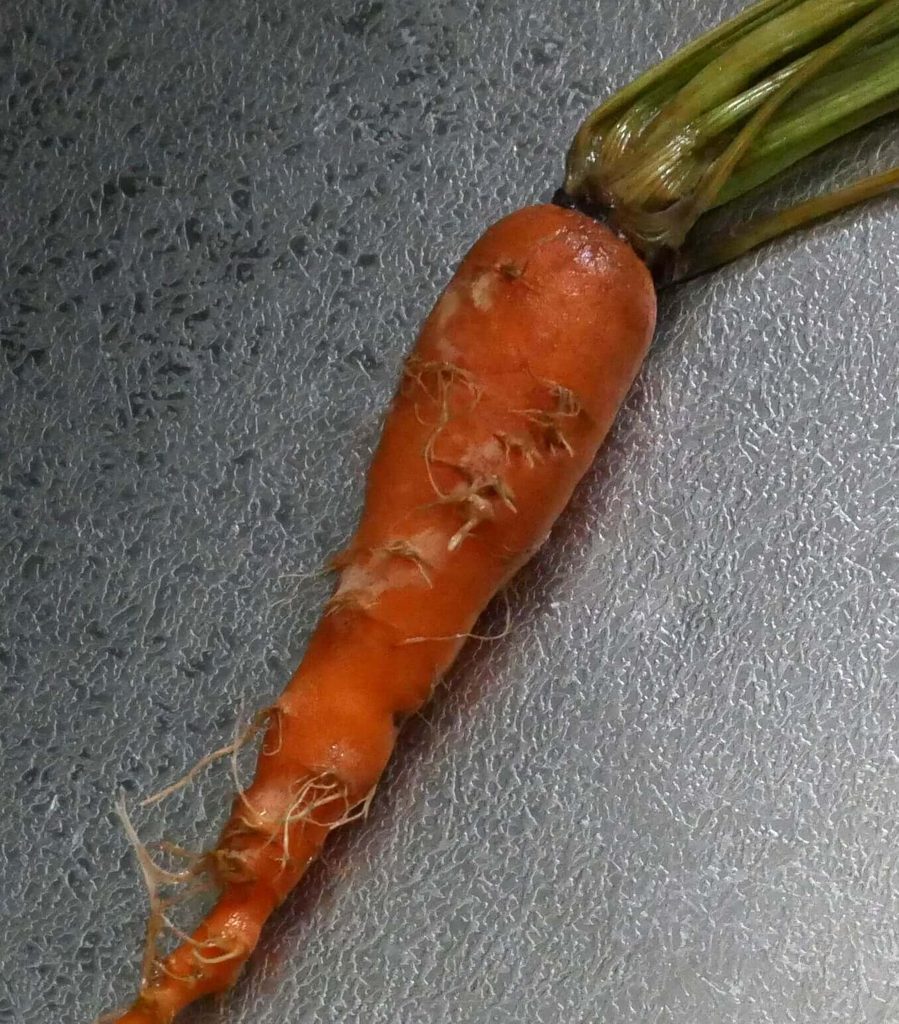 three-inch-carrot