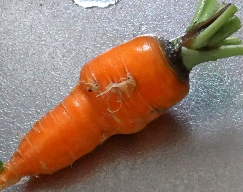 three-inch-carrot