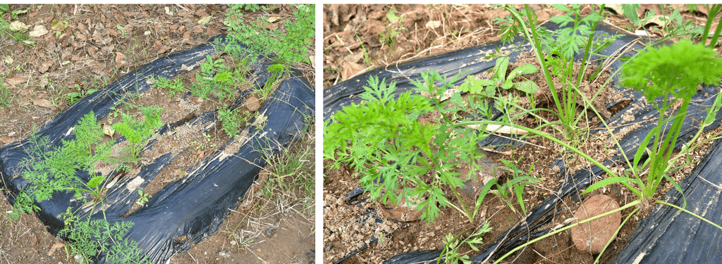 three-inch-carrot