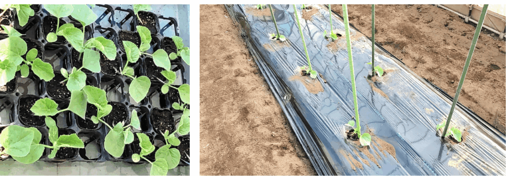 agricultural-training