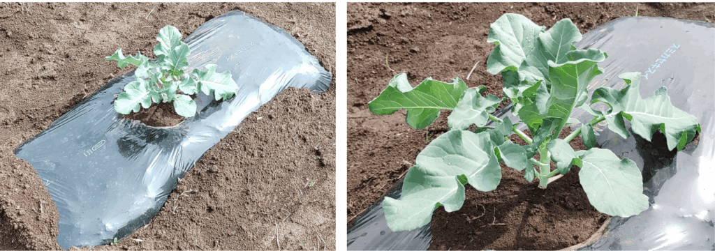 agricultural-training