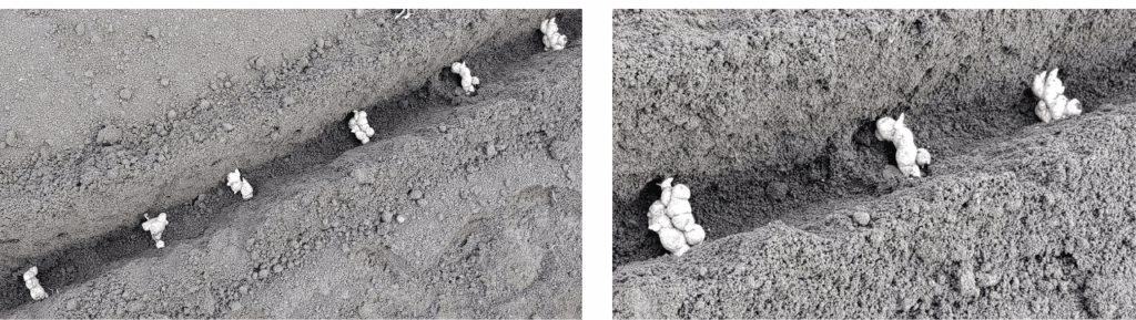 agricultural-training