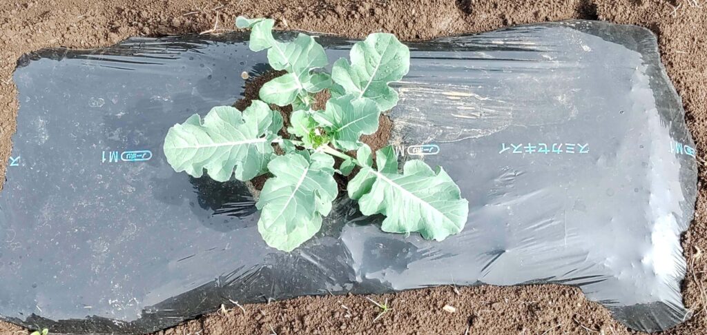 agricultural-training