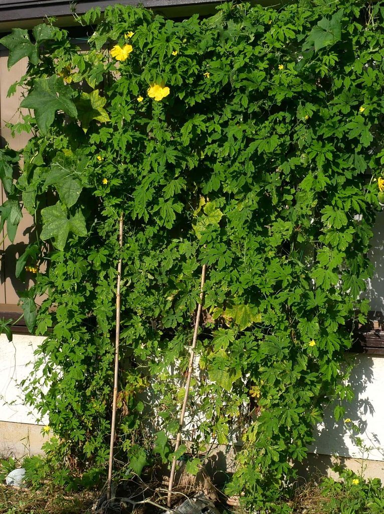 Bitter-gourd