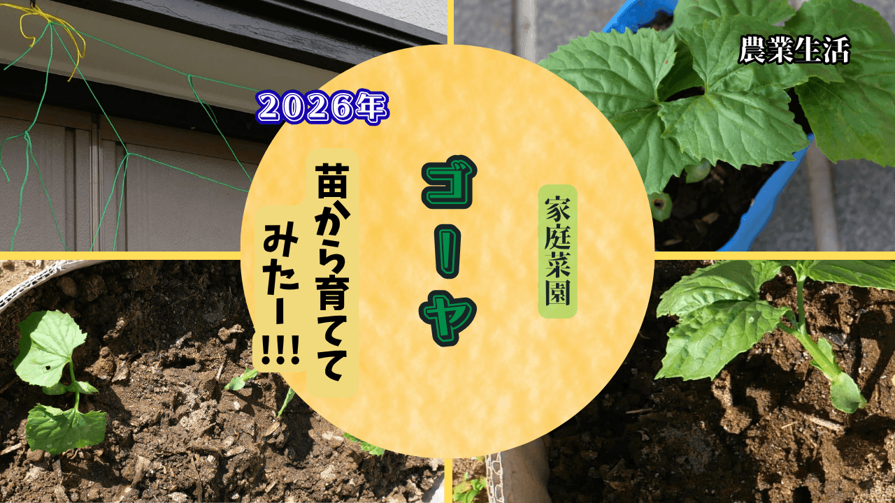 Bitter-gourd