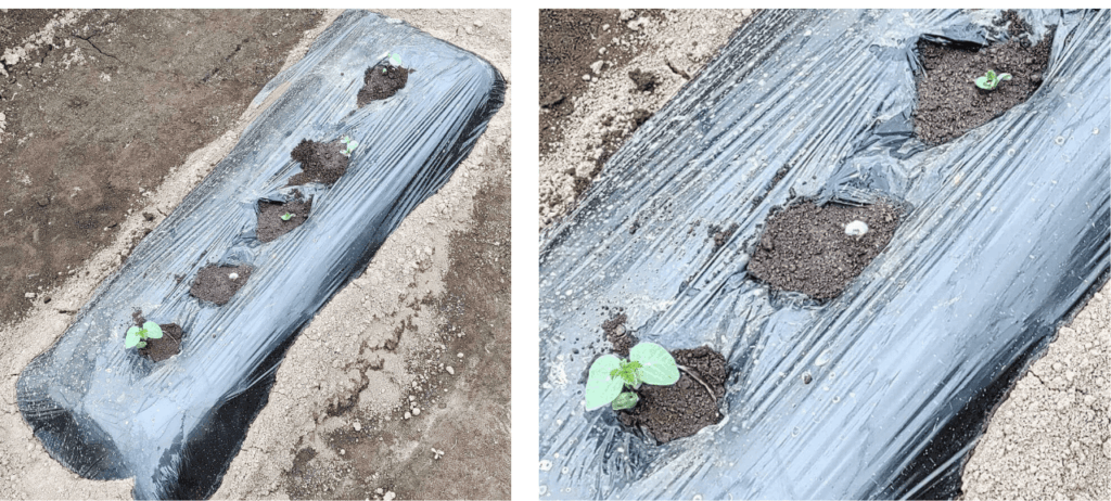 agricultural-training