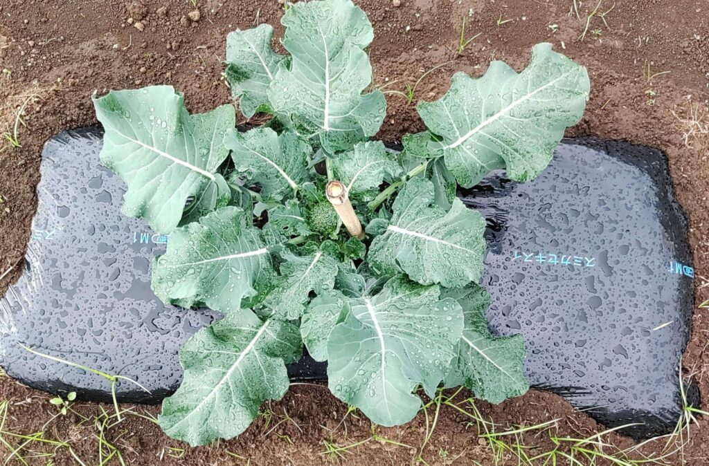 agricultural-training