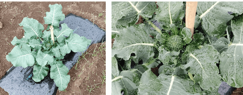 agricultural-training