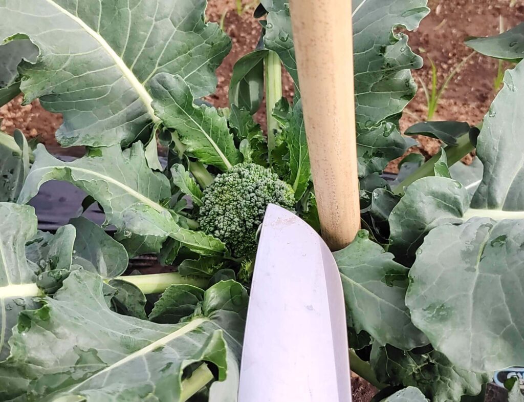 agricultural-training