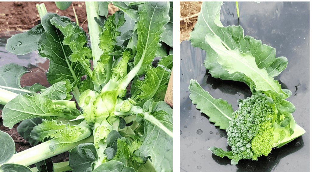 agricultural-training