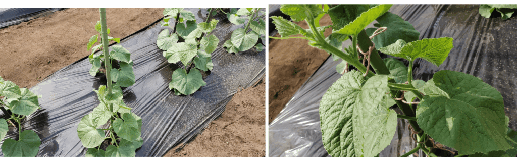 agricultural-training