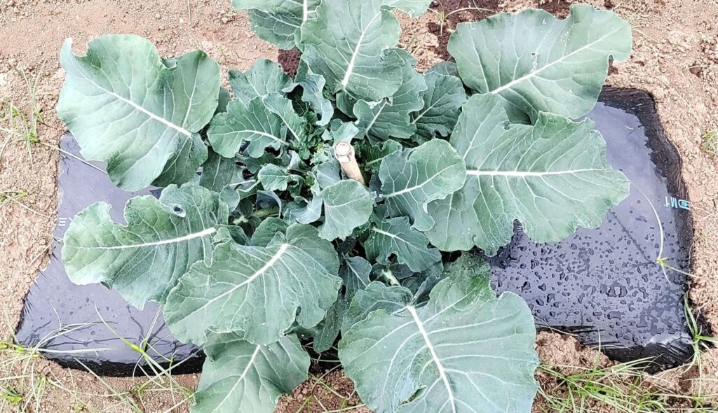 agricultural-training