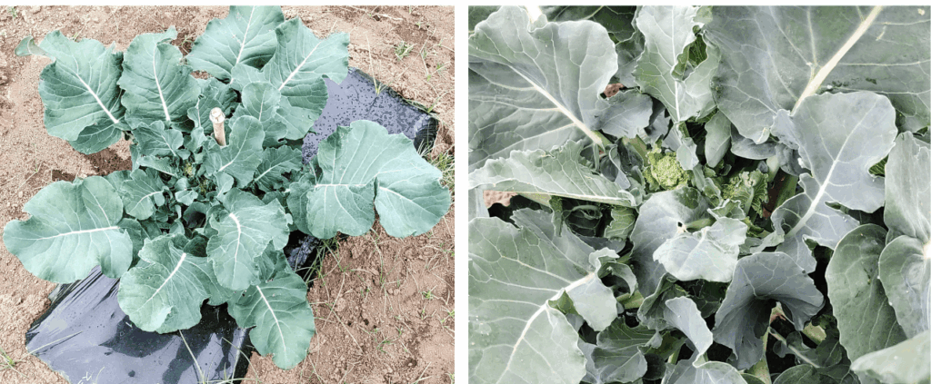 agricultural-training