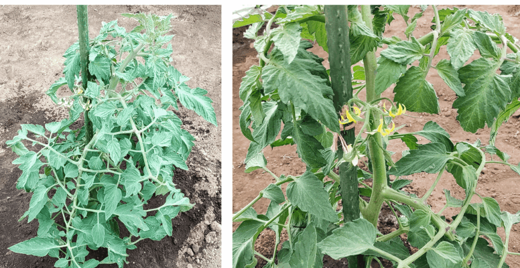 agricultural-training