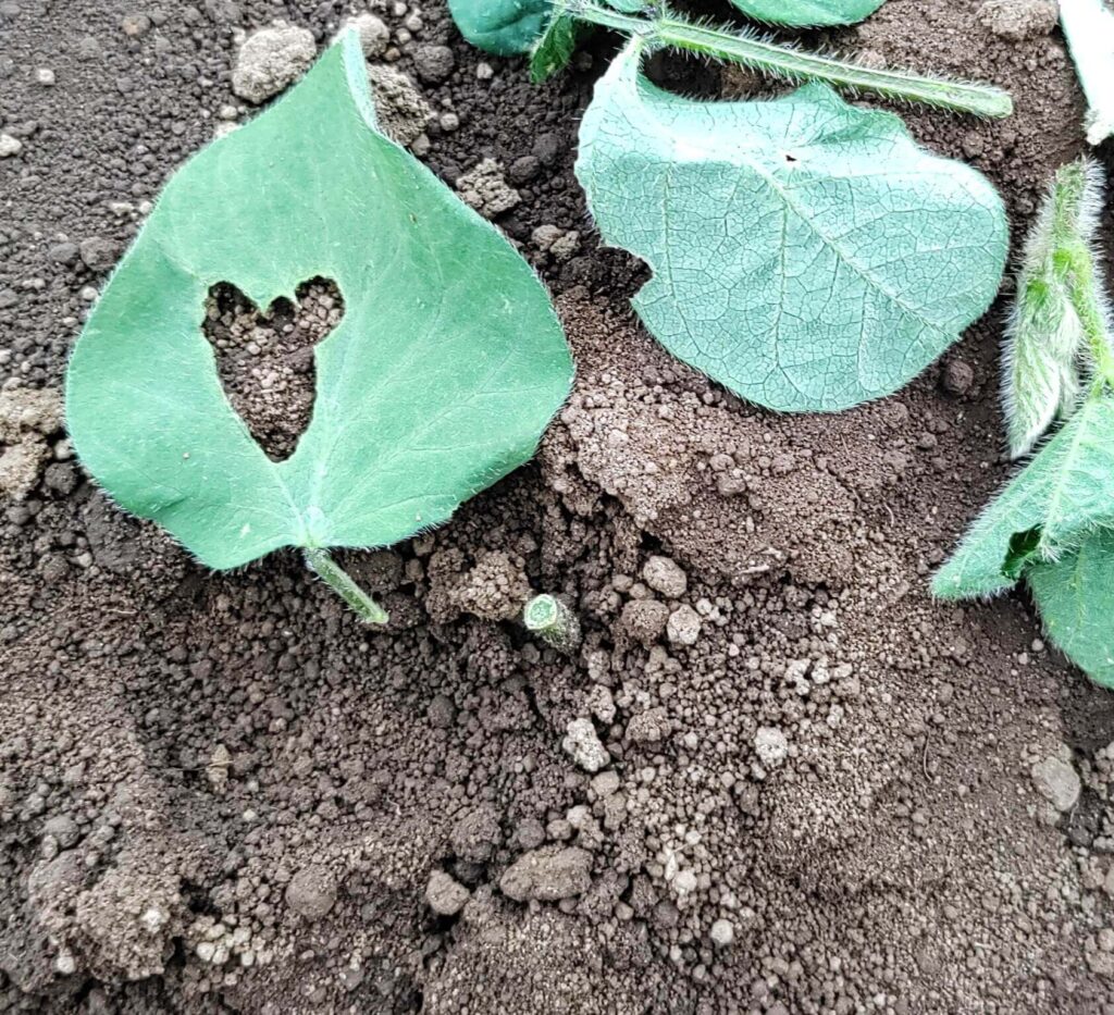 agricultural-training