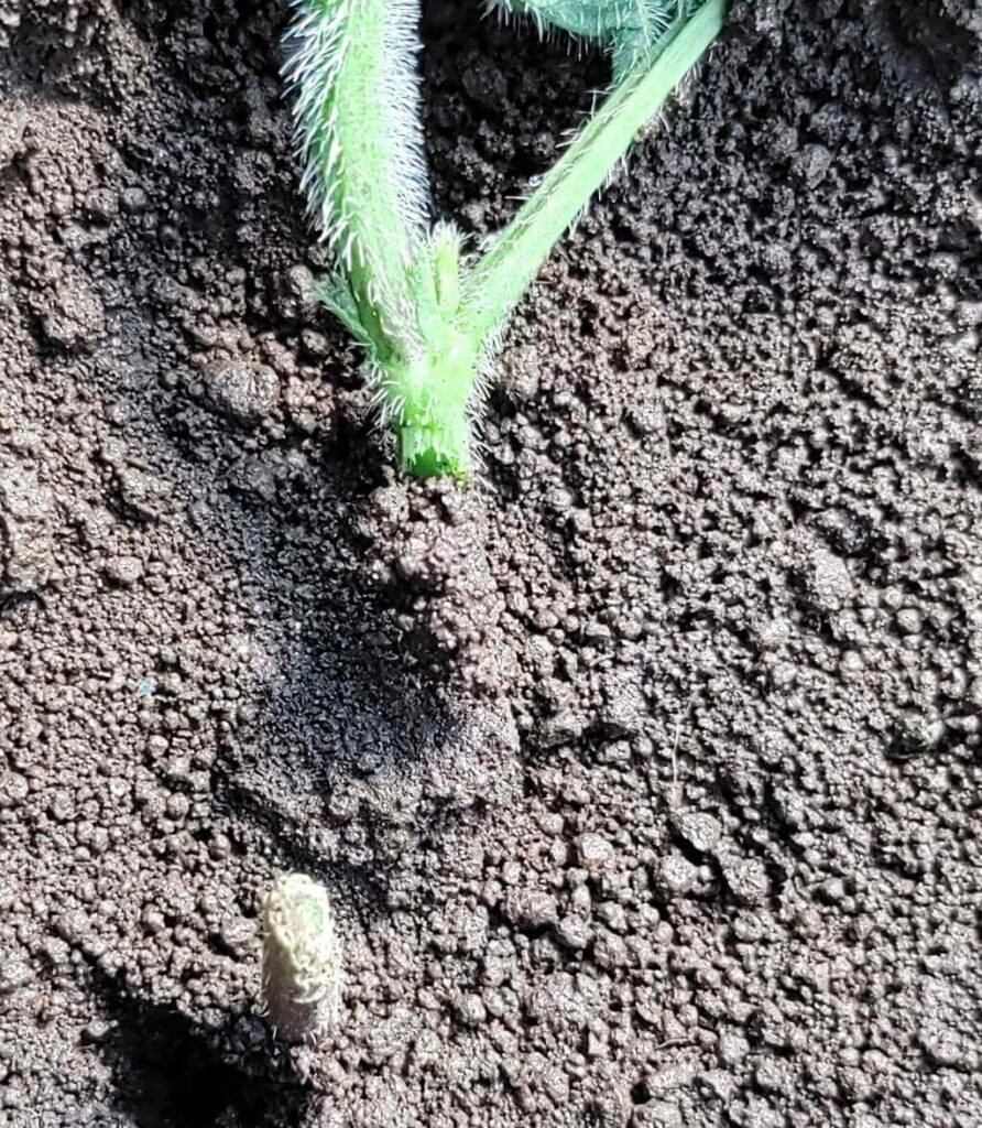 agricultural-training
