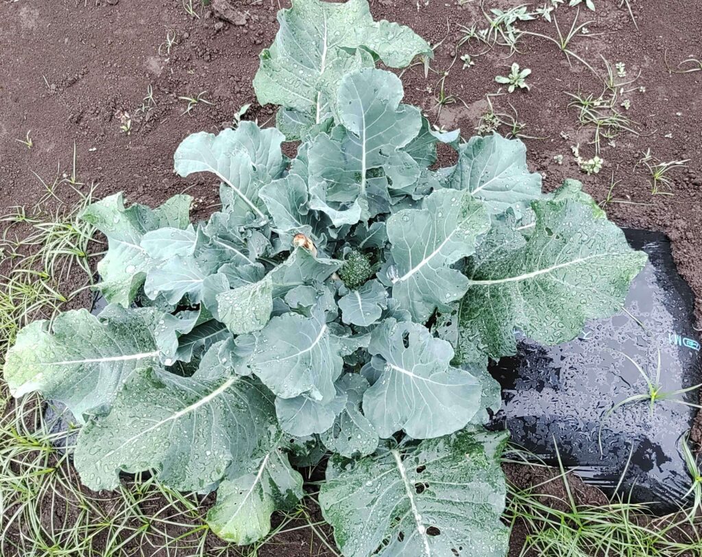 agricultural-training