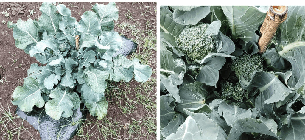 agricultural-training
