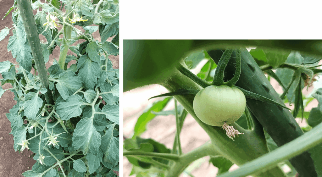 agricultural-training