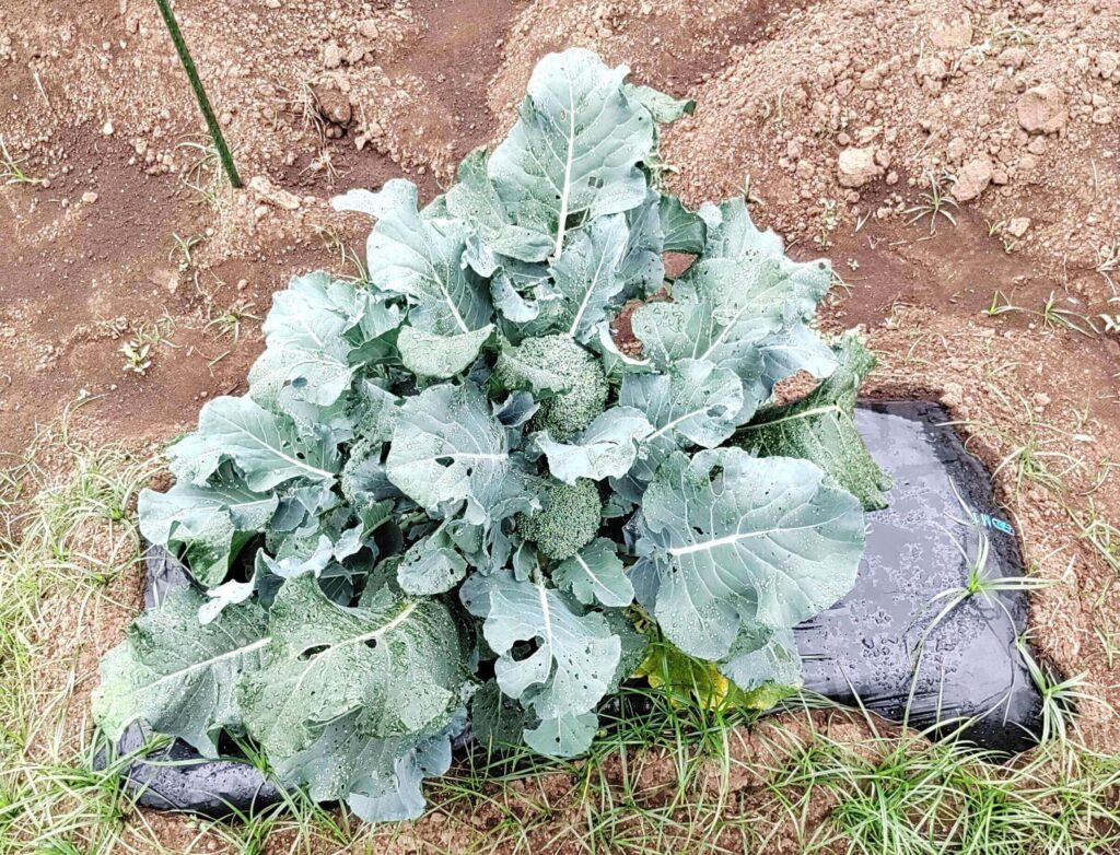 agricultural-training