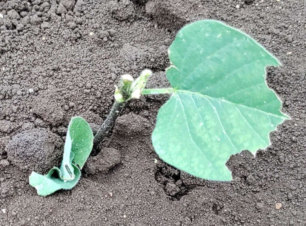 agricultural-training
