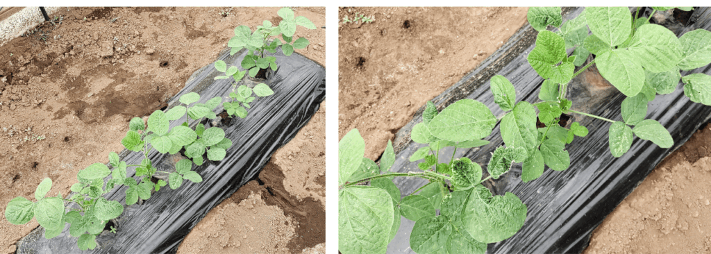 agricultural-training
