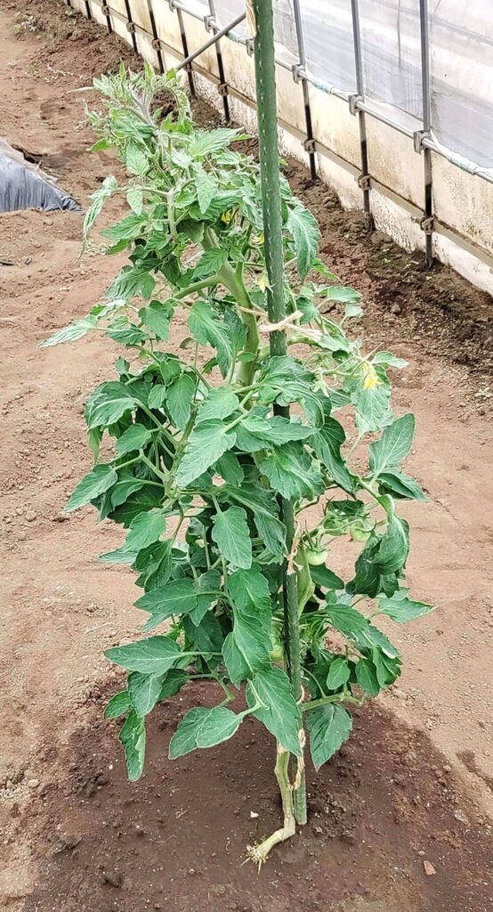 agricultural-training