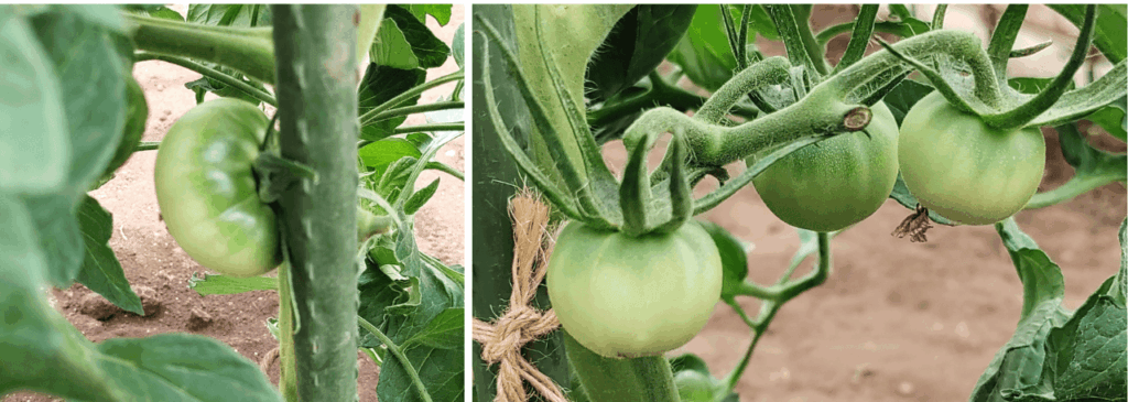 agricultural-training