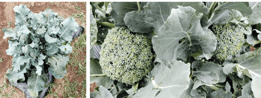 agricultural-training