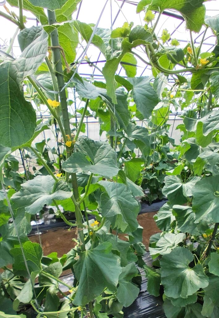 agricultural-training