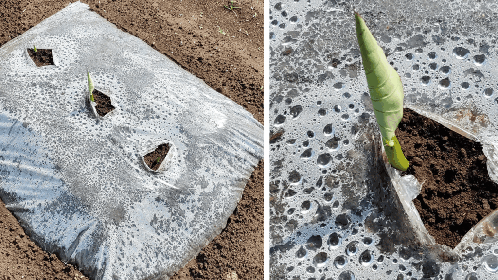 agricultural-training