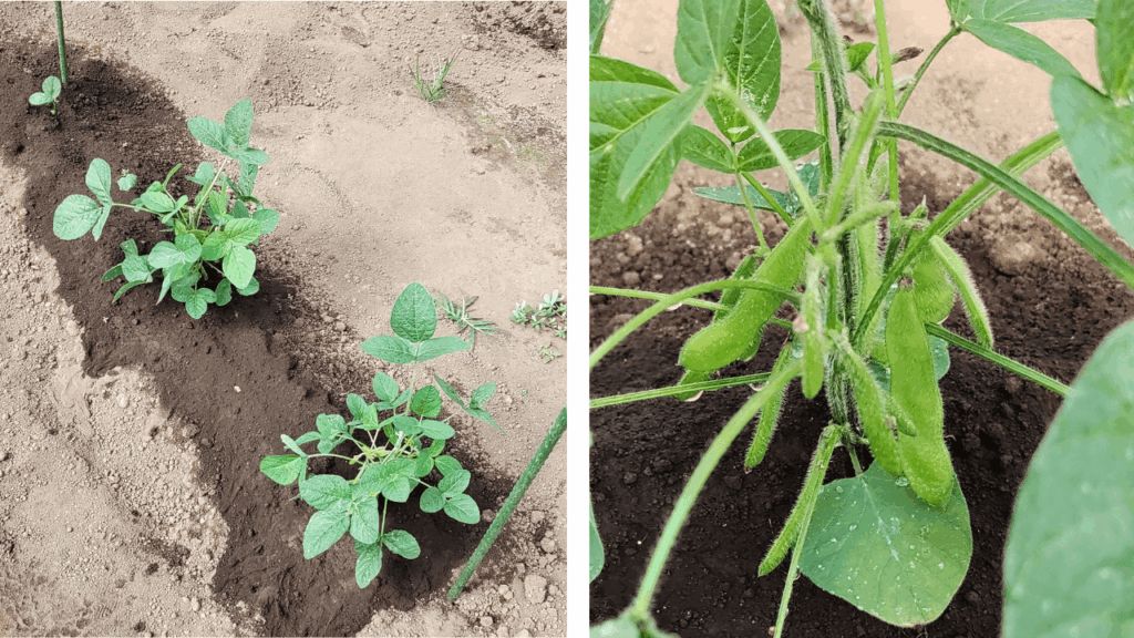 agricultural-training