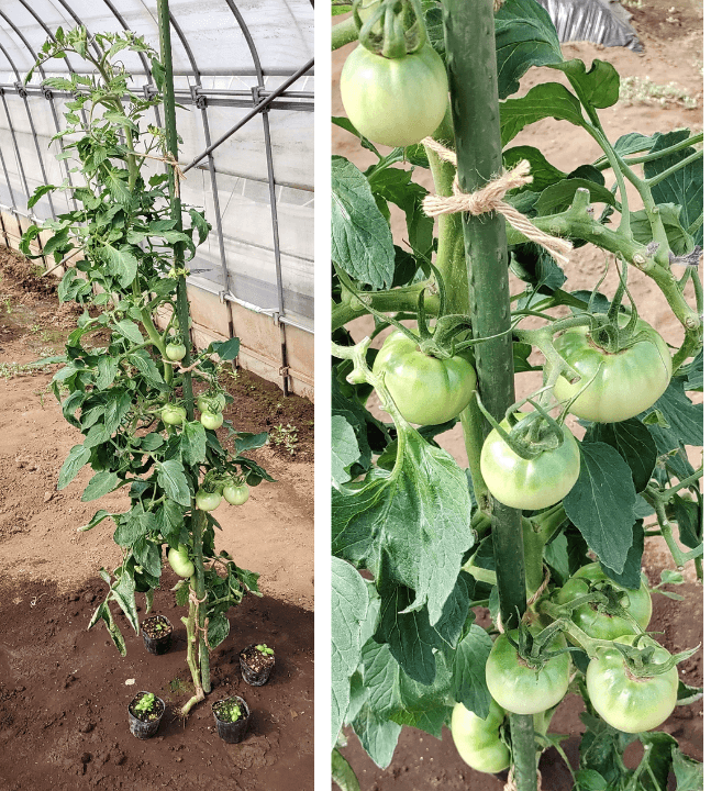agricultural-training