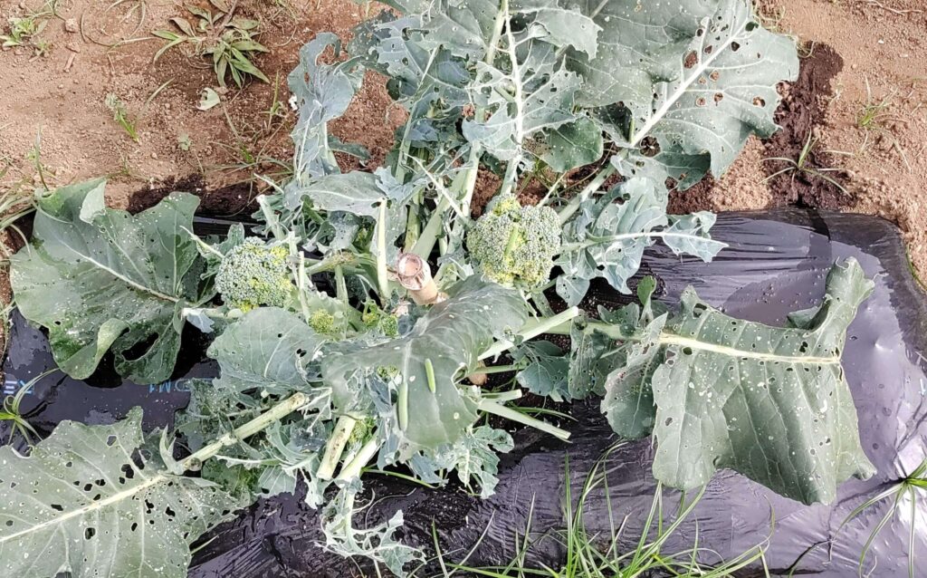 agricultural-training