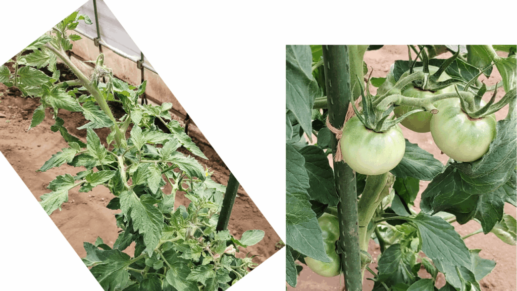 agricultural-training