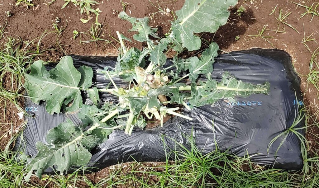 agricultural-training