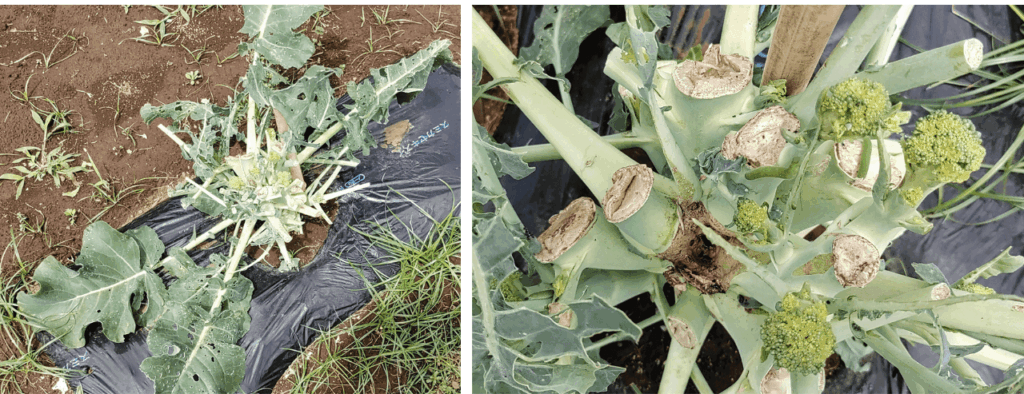 agricultural-training