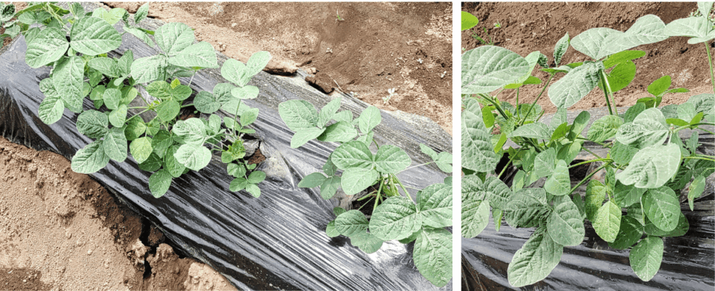 agricultural-training
