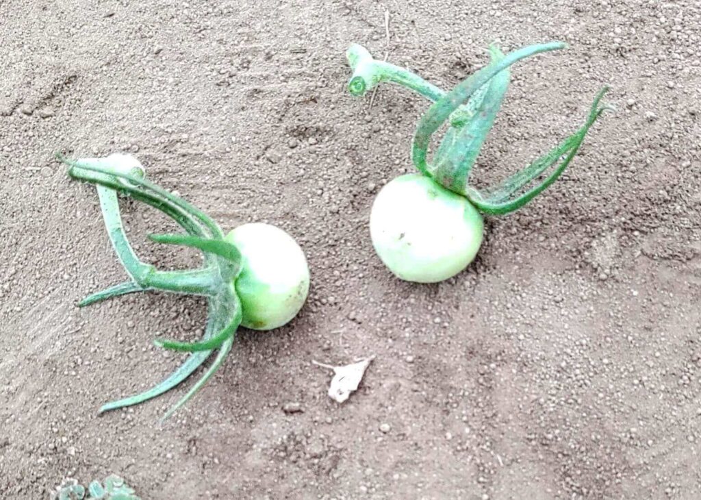 agricultural-training