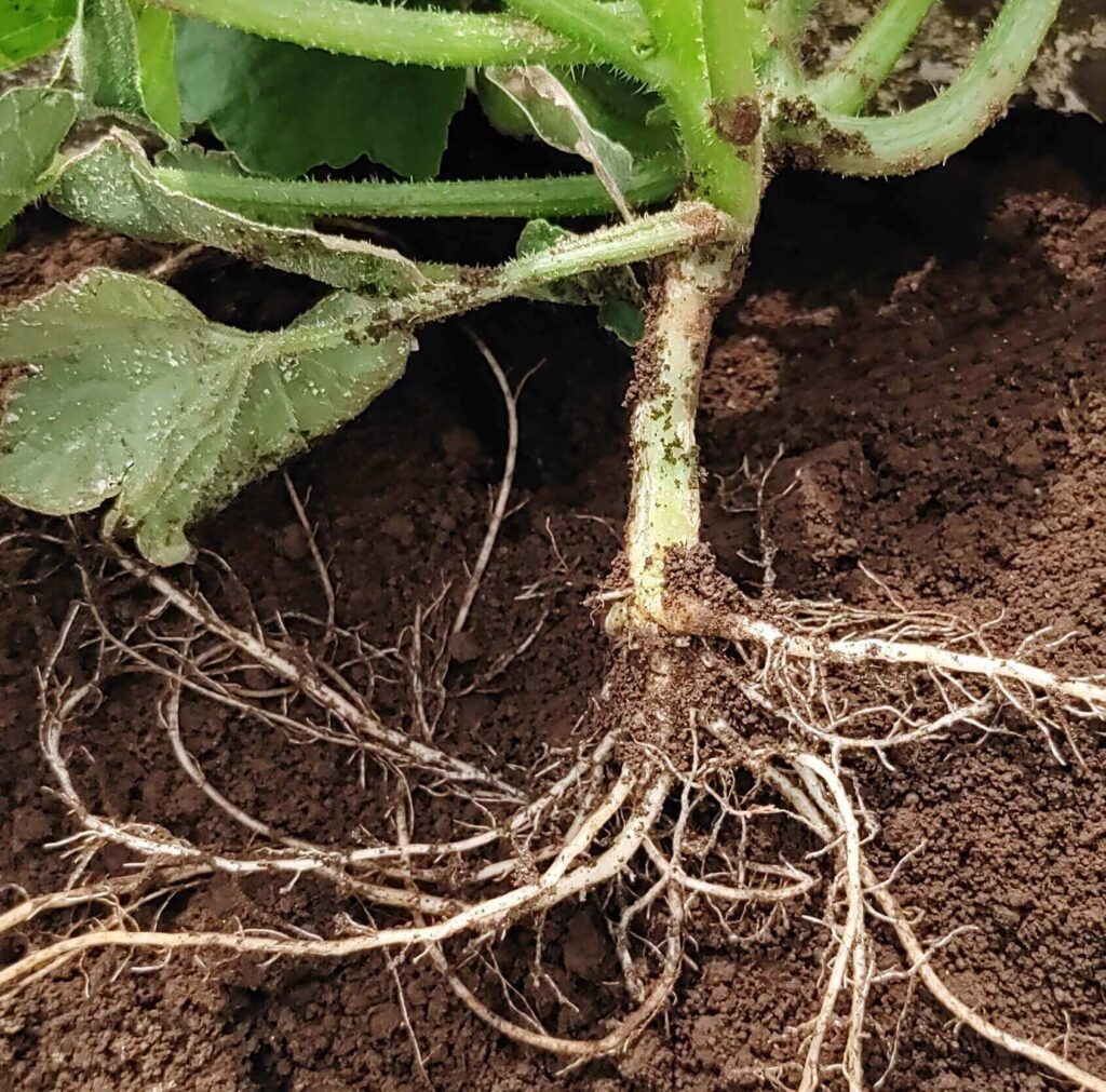 agricultural-training
