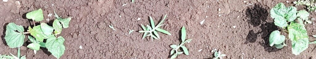 agricultural-training