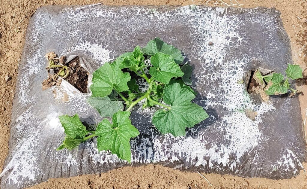 agricultural-training