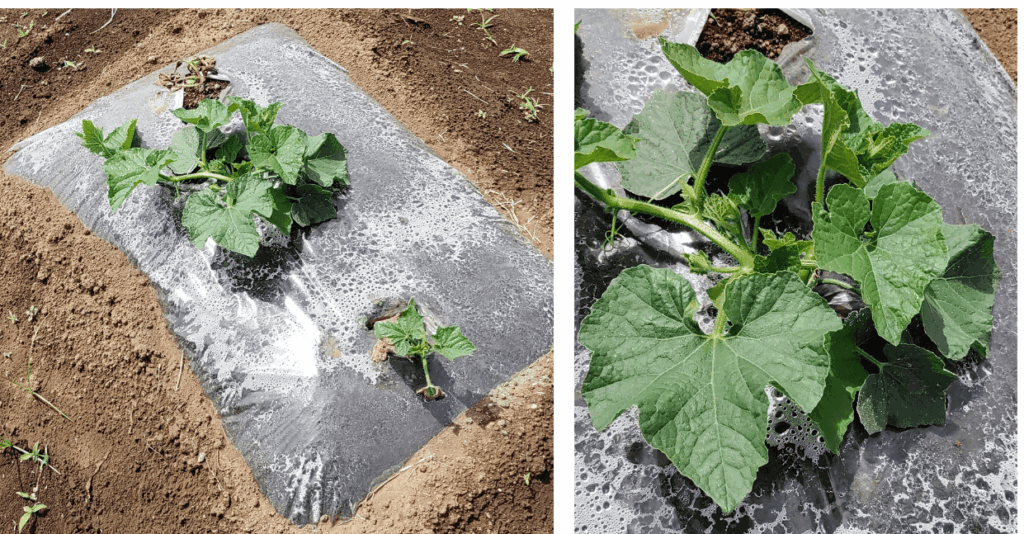 agricultural-training